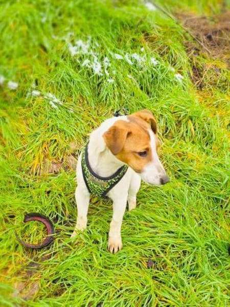 Linda ein tolles Jack Russel Mädchen