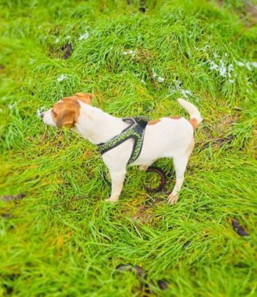 Linda ein tolles Jack Russel Mädchen