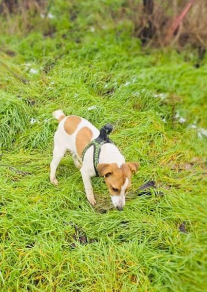 Linda ein tolles Jack Russel Mädchen