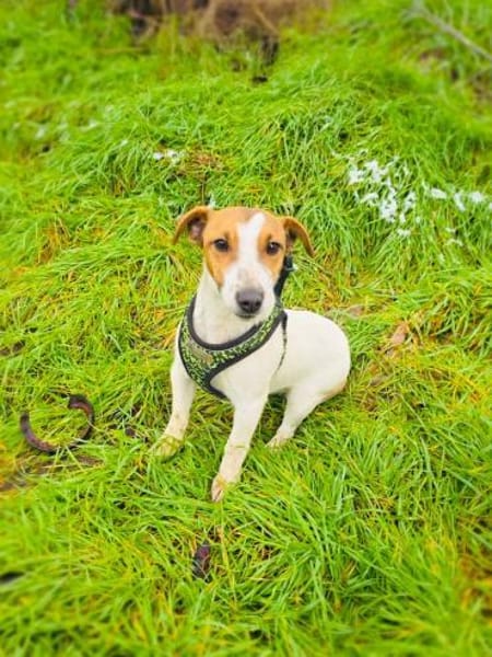 Linda ein tolles Jack Russel Mädchen