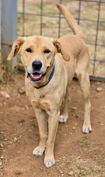 Leonardo - Kumpel fürs Leben sucht DICH!