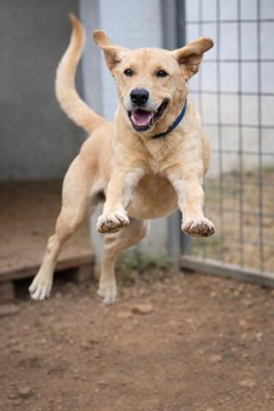 Leonardo - Kumpel fürs Leben sucht DICH!