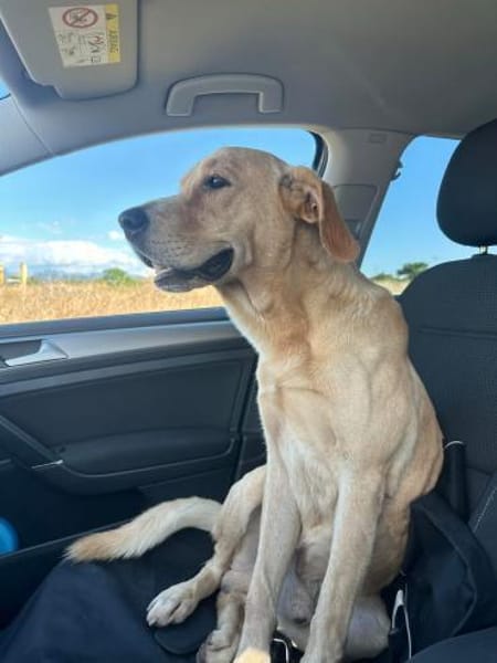 Leonardo - Kumpel fürs Leben sucht DICH!