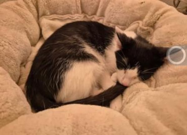 Binx & Zeus Verspieltes Kittenpärchen