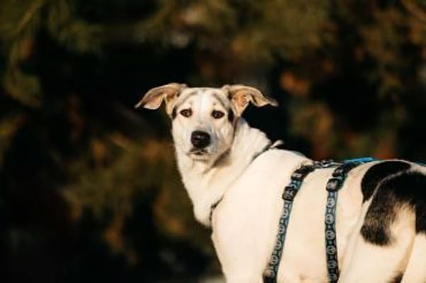 Tolle Bimka sucht liebevolles Zuhause