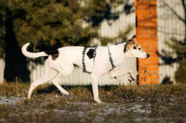 Tolle Bimka sucht liebevolles Zuhause