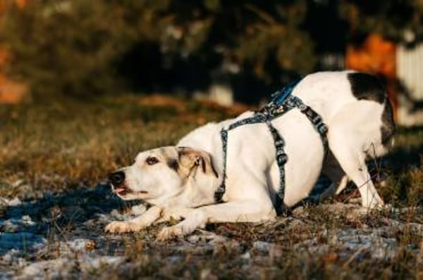 Tolle Bimka sucht liebevolles Zuhause