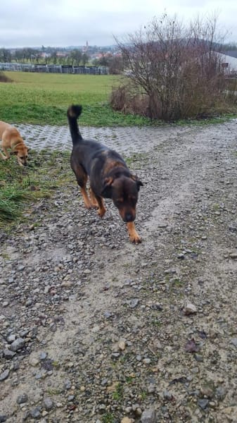 DERRICK - kann das Hunde 1x1 perfekt!