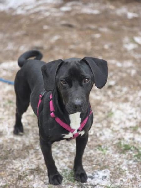 Nilix sucht seine Familie