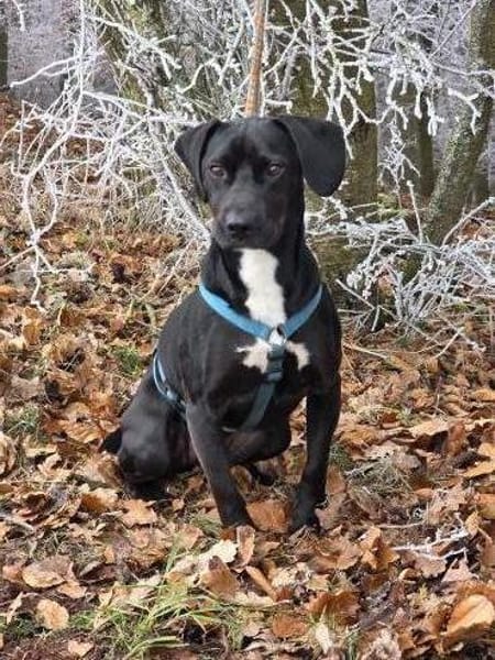 Nilix sucht seine Familie