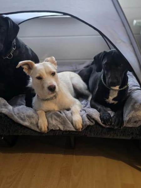 Nilix sucht seine Familie