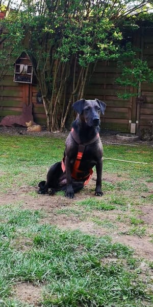 Notfall Nessi sucht ganz viel Liebe !