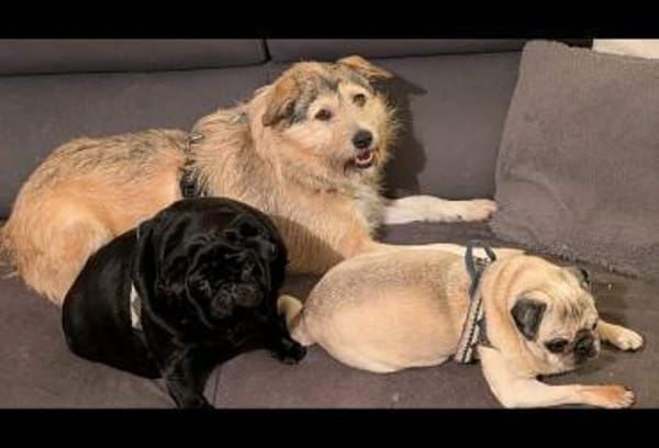 Freundliche Mia sucht Ihre Familie