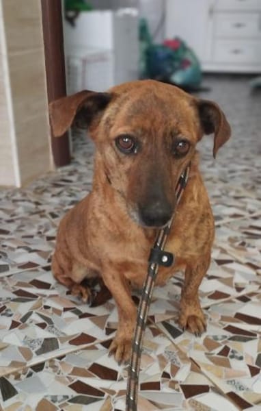 Hippy hat es nicht gut im Leben