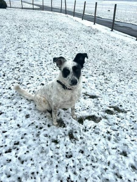 Smilla aus RO,sucht ne Pflegestell/Zuhau