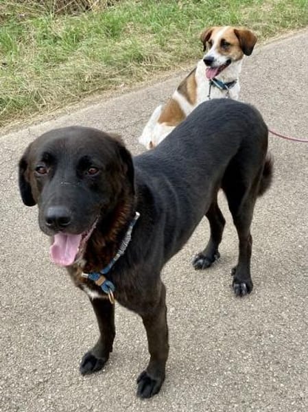 Zino, sanfter Riese wartet in Pulheim