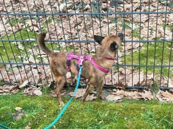 TIGRETTO - auf PS in NRW