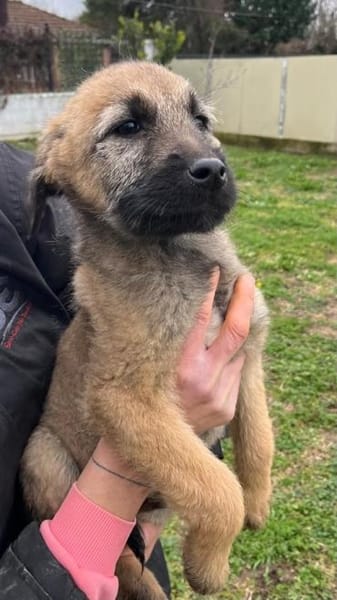 Lias - zarter Schatz wartet in Hofheim