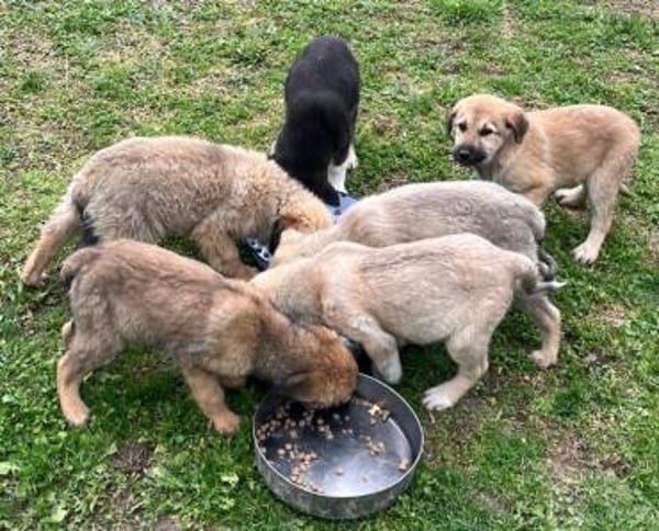 Lias - zarter Schatz wartet in Hofheim