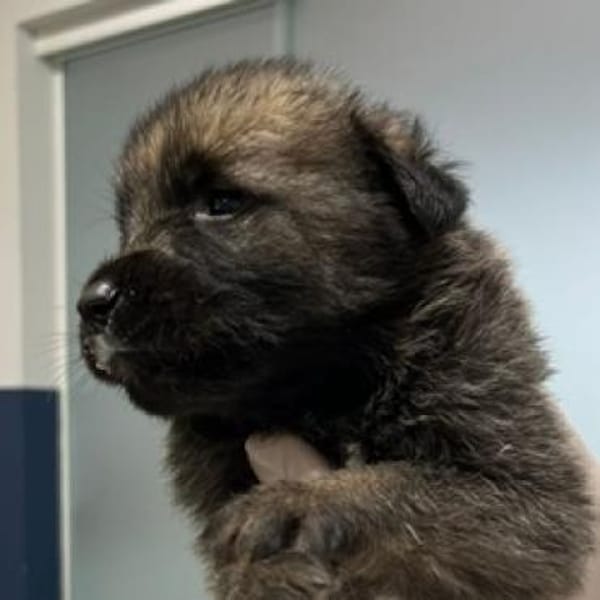 Lias - zarter Schatz wartet in Hofheim