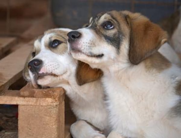 Sugar - wartet in Sachsen-Anhalt