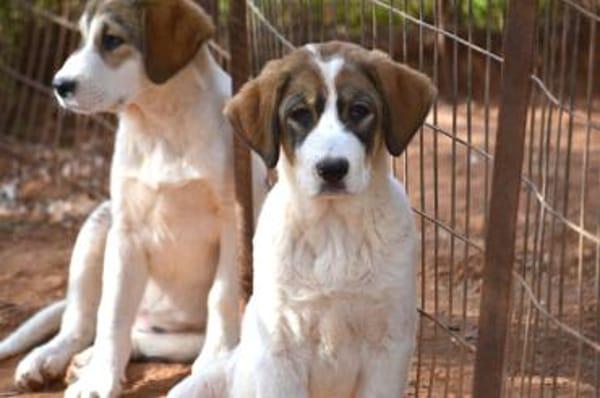 Sugar - wartet in Sachsen-Anhalt
