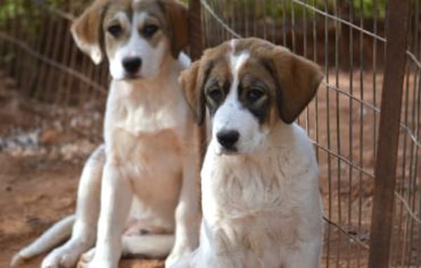 Sugar - wartet in Sachsen-Anhalt