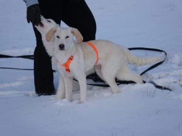 Bachisio möchte Ihnen Freude bereiten