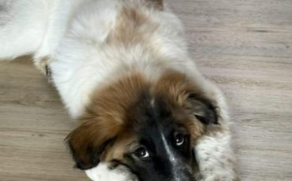 Liebevoller Bento wartet auf sein Glück