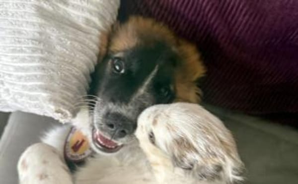 Liebevoller Bento wartet auf sein Glück