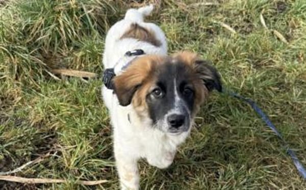 Liebevoller Bento wartet auf sein Glück