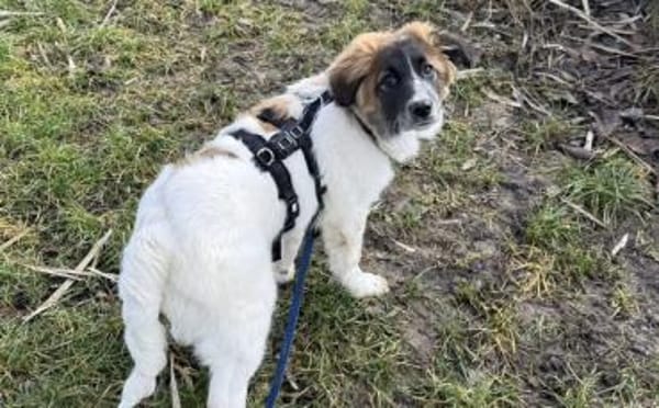 Liebevoller Bento wartet auf sein Glück