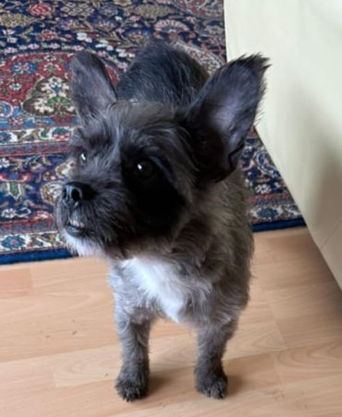 Saba° in 82362 Weilheim