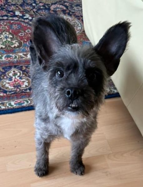 Saba° in 82362 Weilheim