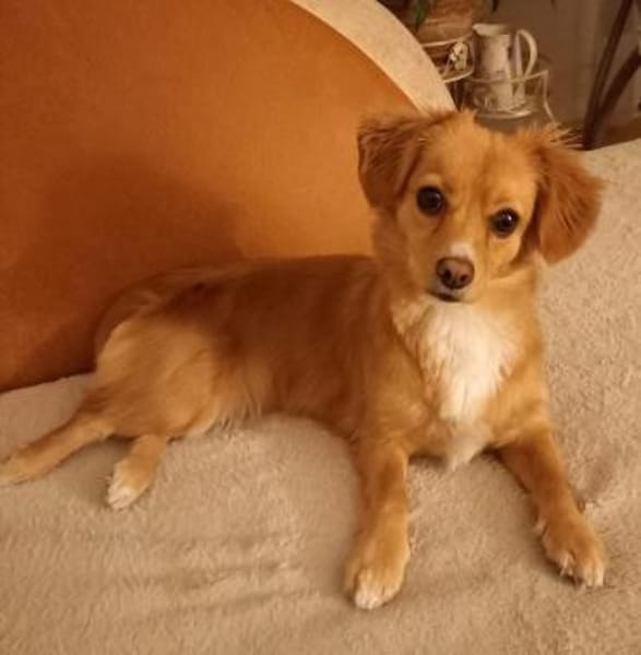 Semmel - Die Kleine Zuckerpuppe 💕