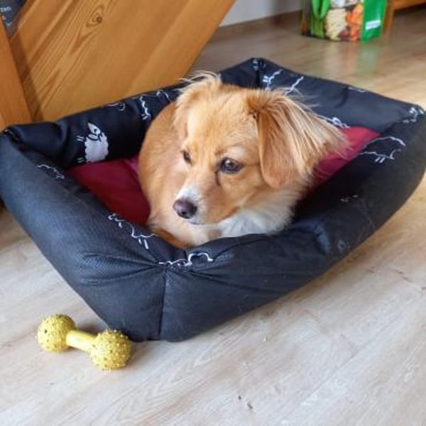 Semmel - Die Kleine Zuckerpuppe 💕