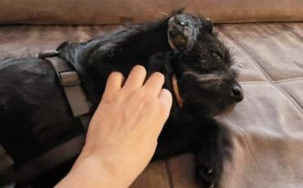 Salome: Energie trifft Schmusebacke