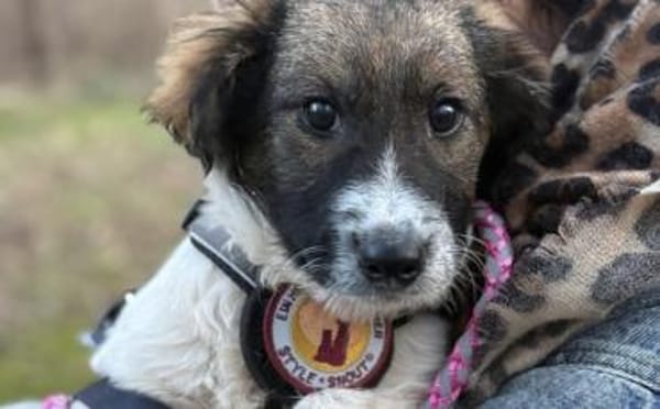 Athene wartet auf deine Nachricht