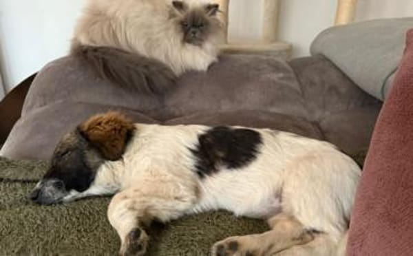 Athene wartet auf deine Nachricht