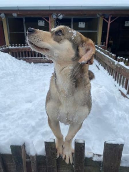 Dion - fast ein Schneehase