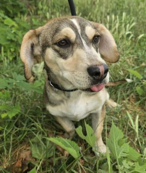 Dion - fast ein Schneehase