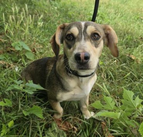 Dion - fast ein Schneehase