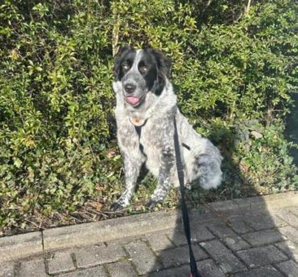 Enola kann mit Tieren & sucht Zuhause