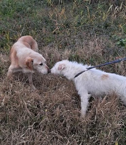 Terry - wartet in 67295 Bolanden