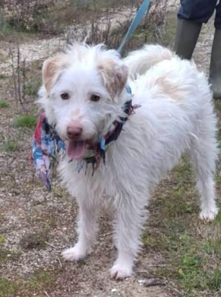 Terry - wartet in 67295 Bolanden