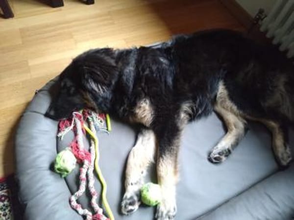 Liebe Schäfimixhündin sucht dringend!