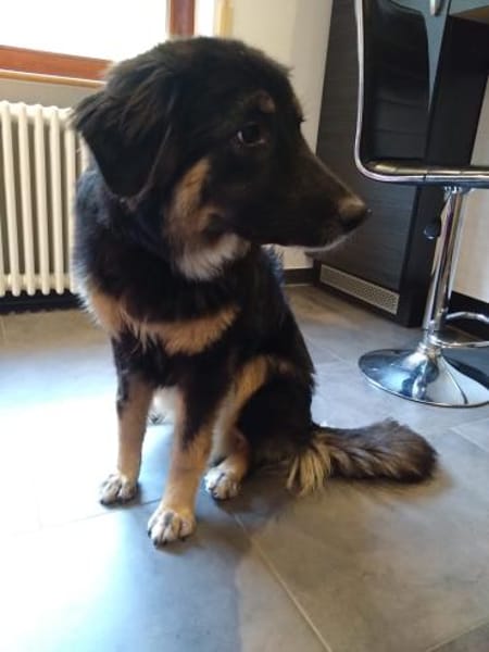 Liebe Schäfimixhündin sucht dringend!