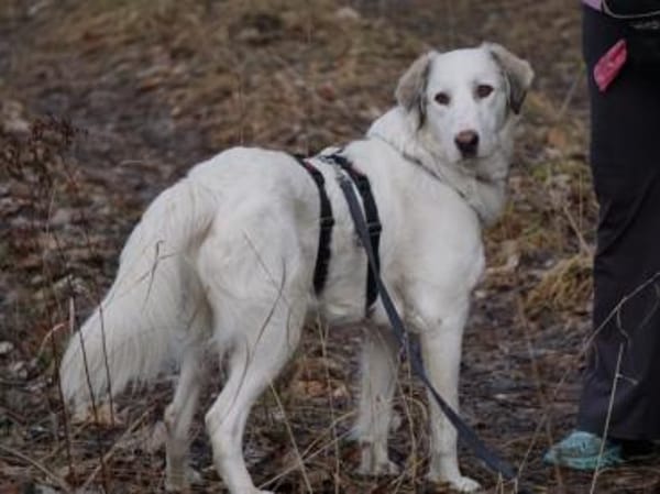 Möchten Sie Fiorenzo bei sich aufnehmen?