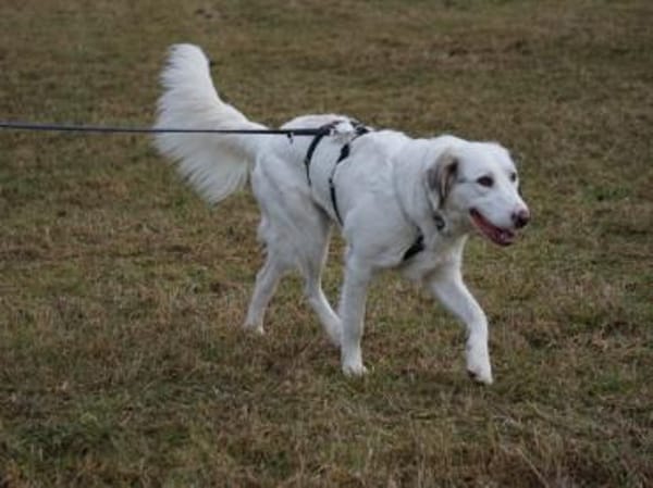 Möchten Sie Fiorenzo bei sich aufnehmen?