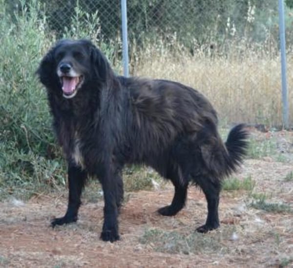 Selene - eine ganz sanfte Seele!